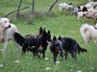 cane paratore/toccatore al lavoro con le pecore